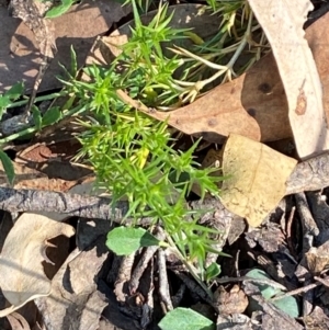 Stellaria pungens at Mount Gray Recreation Reserve, Goulburn - 30 Mar 2024