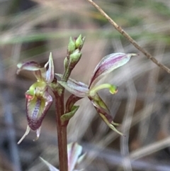 Acianthus exsertus (Large Mosquito Orchid) at Gorman Road Bush Reserve, Goulburn - 30 Mar 2024 by Tapirlord