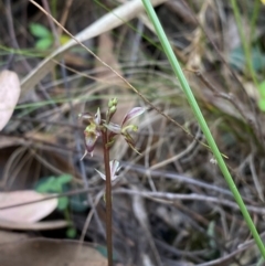 Acianthus exsertus at Gorman Road Bush Reserve, Goulburn - 30 Mar 2024