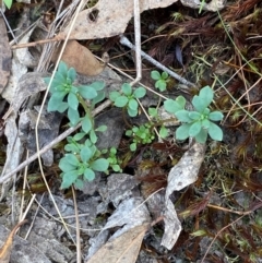 Poranthera microphylla (Small Poranthera) at Goulburn, NSW - 30 Mar 2024 by Tapirlord