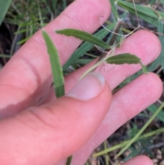 Billardiera scandens (Hairy Apple Berry) at Gorman Road Bush Reserve, Goulburn - 30 Mar 2024 by Tapirlord