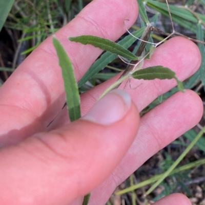 Billardiera scandens (Hairy Apple Berry) at Governers Hill Recreation Reserve - 30 Mar 2024 by Tapirlord