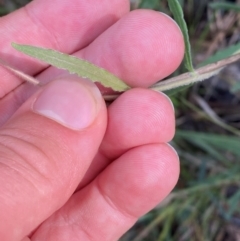 Billardiera scandens at Mount Gray Recreation Reserve, Goulburn - 30 Mar 2024