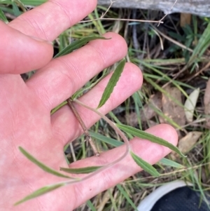 Billardiera scandens at Mount Gray Recreation Reserve, Goulburn - 30 Mar 2024