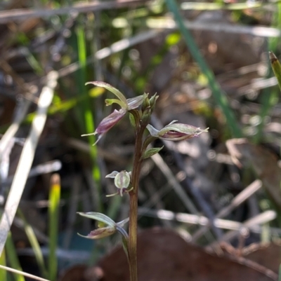 Acianthus exsertus (Large Mosquito Orchid) at Governers Hill Recreation Reserve - 30 Mar 2024 by Tapirlord