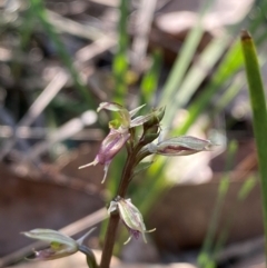 Acianthus exsertus at Gorman Road Bush Reserve, Goulburn - 30 Mar 2024