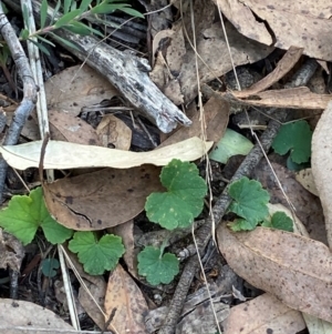 Hydrocotyle laxiflora at Mount Gray Recreation Reserve, Goulburn - 30 Mar 2024