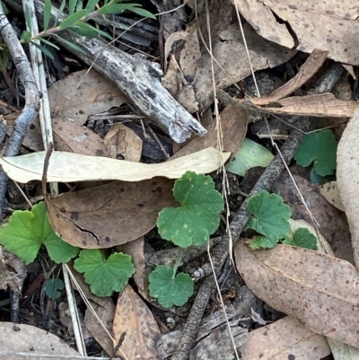 Hydrocotyle laxiflora (Stinking Pennywort) at Gorman Road Bush Reserve, Goulburn - 30 Mar 2024 by Tapirlord