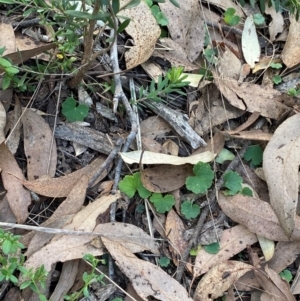 Hydrocotyle laxiflora at Mount Gray Recreation Reserve, Goulburn - 30 Mar 2024