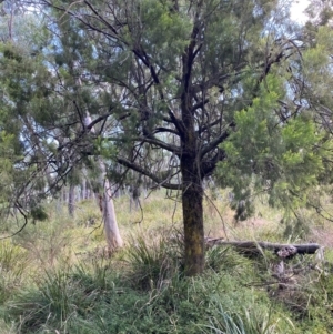 Exocarpos cupressiformis at Mount Gray Recreation Reserve, Goulburn - 30 Mar 2024