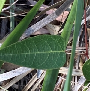 Hardenbergia violacea at Gorman Road Bush Reserve, Goulburn - 30 Mar 2024 02:19 PM