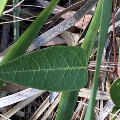 Hardenbergia violacea (False Sarsaparilla) at Gorman Road Bush Reserve, Goulburn - 30 Mar 2024 by Tapirlord