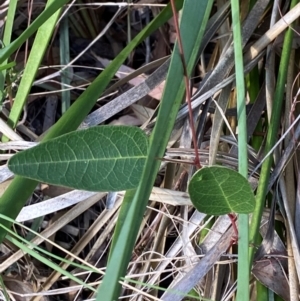 Hardenbergia violacea at Gorman Road Bush Reserve, Goulburn - 30 Mar 2024 02:19 PM