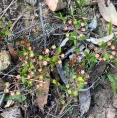 Pomax umbellata (A Pomax) at Governers Hill Recreation Reserve - 30 Mar 2024 by Tapirlord