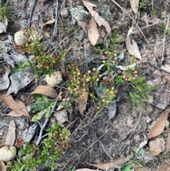 Pomax umbellata at Mount Gray Recreation Reserve, Goulburn - 30 Mar 2024 02:18 PM