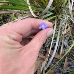 Wahlenbergia gracilis (Australian Bluebell) at Gorman Road Bush Reserve, Goulburn - 30 Mar 2024 by Tapirlord