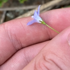 Wahlenbergia gracilis at Mount Gray Recreation Reserve, Goulburn - 30 Mar 2024 02:17 PM