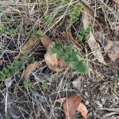 Cheilanthes sieberi subsp. sieberi (Narrow Rock Fern) at Goulburn, NSW - 30 Mar 2024 by Tapirlord