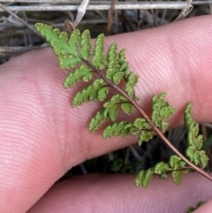 Cheilanthes sieberi subsp. sieberi at Mount Gray Recreation Reserve, Goulburn - 30 Mar 2024