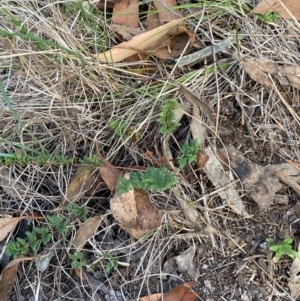 Cheilanthes sieberi subsp. sieberi at Mount Gray Recreation Reserve, Goulburn - 30 Mar 2024