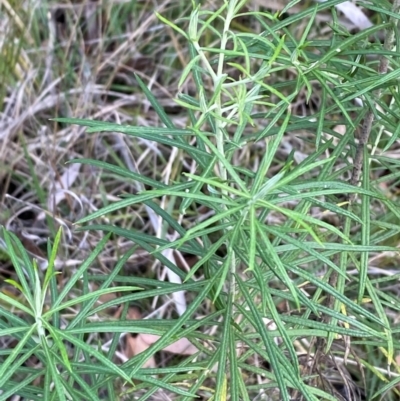 Cassinia longifolia (Shiny Cassinia, Cauliflower Bush) at Governers Hill Recreation Reserve - 30 Mar 2024 by Tapirlord