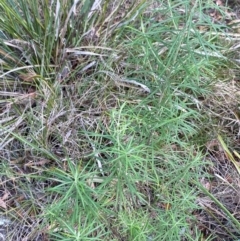 Cassinia longifolia at Gorman Road Bush Reserve, Goulburn - 30 Mar 2024 02:17 PM