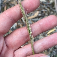 Dichelachne crinita (Long-hair Plume Grass) at Governers Hill Recreation Reserve - 30 Mar 2024 by Tapirlord