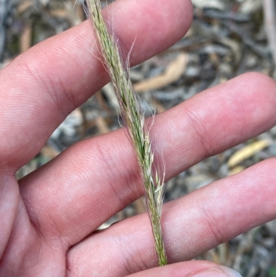 Dichelachne crinita (Long-hair Plume Grass) at Goulburn, NSW - 30 Mar 2024 by Tapirlord