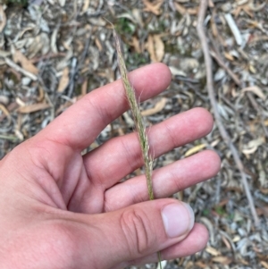 Dichelachne crinita at Gorman Road Bush Reserve, Goulburn - 30 Mar 2024 02:15 PM