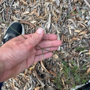 Dichelachne crinita at Gorman Road Bush Reserve, Goulburn - 30 Mar 2024 02:15 PM