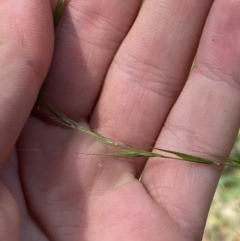 Microlaena stipoides (Weeping Grass) at Gorman Road Bush Reserve, Goulburn - 30 Mar 2024 by Tapirlord