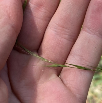 Microlaena stipoides (Weeping Grass) at Governers Hill Recreation Reserve - 30 Mar 2024 by Tapirlord