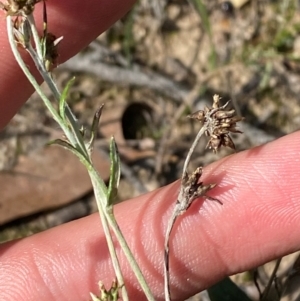 Euchiton japonicus at Gorman Road Bush Reserve, Goulburn - 30 Mar 2024 02:12 PM