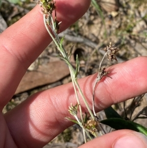 Euchiton japonicus at Gorman Road Bush Reserve, Goulburn - 30 Mar 2024 02:12 PM