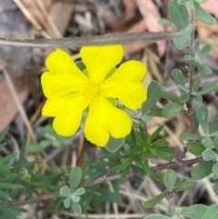 Hibbertia obtusifolia (Grey Guinea-flower) at Governers Hill Recreation Reserve - 30 Mar 2024 by Tapirlord