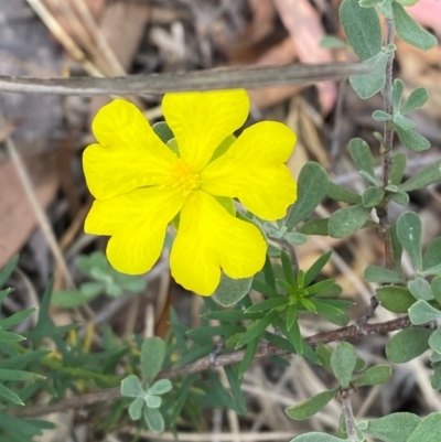 Hibbertia obtusifolia (Grey Guinea-flower) at Governers Hill Recreation Reserve - 30 Mar 2024 by Tapirlord