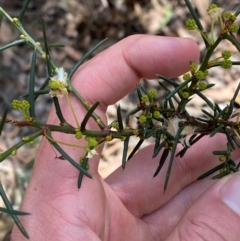 Acacia genistifolia (Early Wattle) at Goulburn, NSW - 30 Mar 2024 by Tapirlord