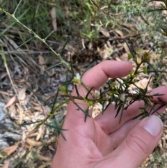 Acacia genistifolia at Mount Gray Recreation Reserve, Goulburn - 30 Mar 2024