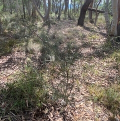 Acacia genistifolia at Mount Gray Recreation Reserve, Goulburn - 30 Mar 2024