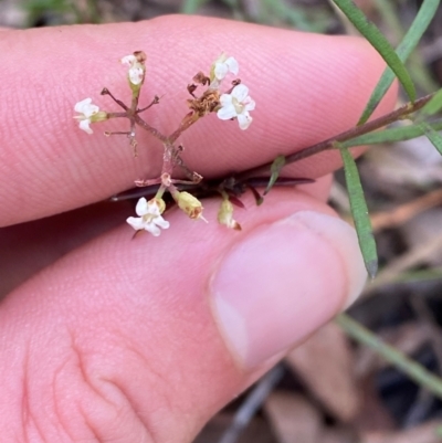 Platysace ericoides at Gorman Road Bush Reserve, Goulburn - 30 Mar 2024 by Tapirlord