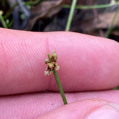 Isolepis inundata (Swamp Club Rush) at Gorman Road Bush Reserve, Goulburn - 30 Mar 2024 by Tapirlord