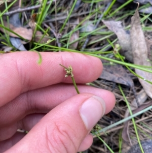 Isolepis inundata at Mount Gray Recreation Reserve, Goulburn - 30 Mar 2024 02:06 PM