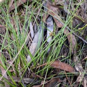 Isolepis inundata at Mount Gray Recreation Reserve, Goulburn - 30 Mar 2024 02:06 PM