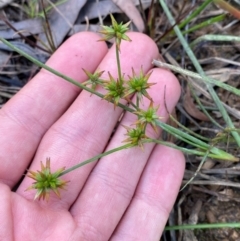 Juncus prismatocarpus (Branching Rush) at Goulburn, NSW - 30 Mar 2024 by Tapirlord