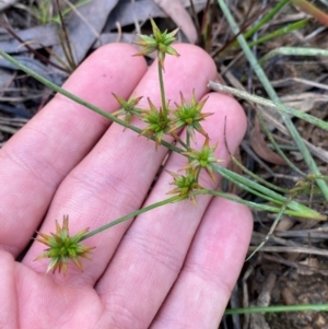 Juncus prismatocarpus at Mount Gray Recreation Reserve, Goulburn - 30 Mar 2024