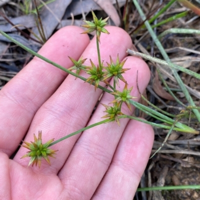 Juncus prismatocarpus (Branching Rush) at Goulburn Mulwaree Council - 30 Mar 2024 by Tapirlord