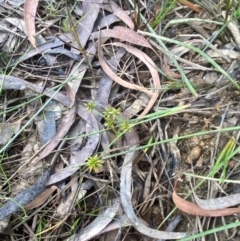 Juncus prismatocarpus at Mount Gray Recreation Reserve, Goulburn - 30 Mar 2024