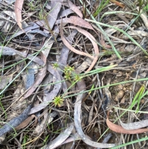 Juncus prismatocarpus at Mount Gray Recreation Reserve, Goulburn - 30 Mar 2024