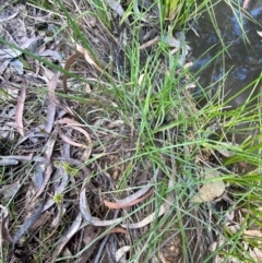 Juncus prismatocarpus at Mount Gray Recreation Reserve, Goulburn - 30 Mar 2024 02:06 PM