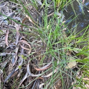 Juncus prismatocarpus at Mount Gray Recreation Reserve, Goulburn - 30 Mar 2024